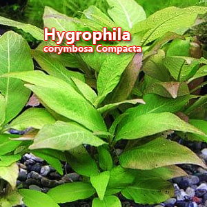 Hygrophila corymbosa Compacta